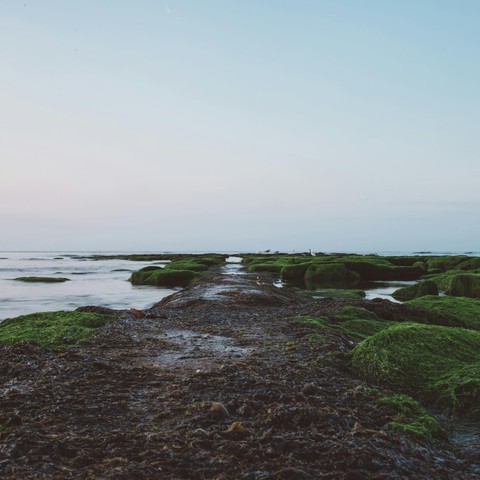 обои moss, sea