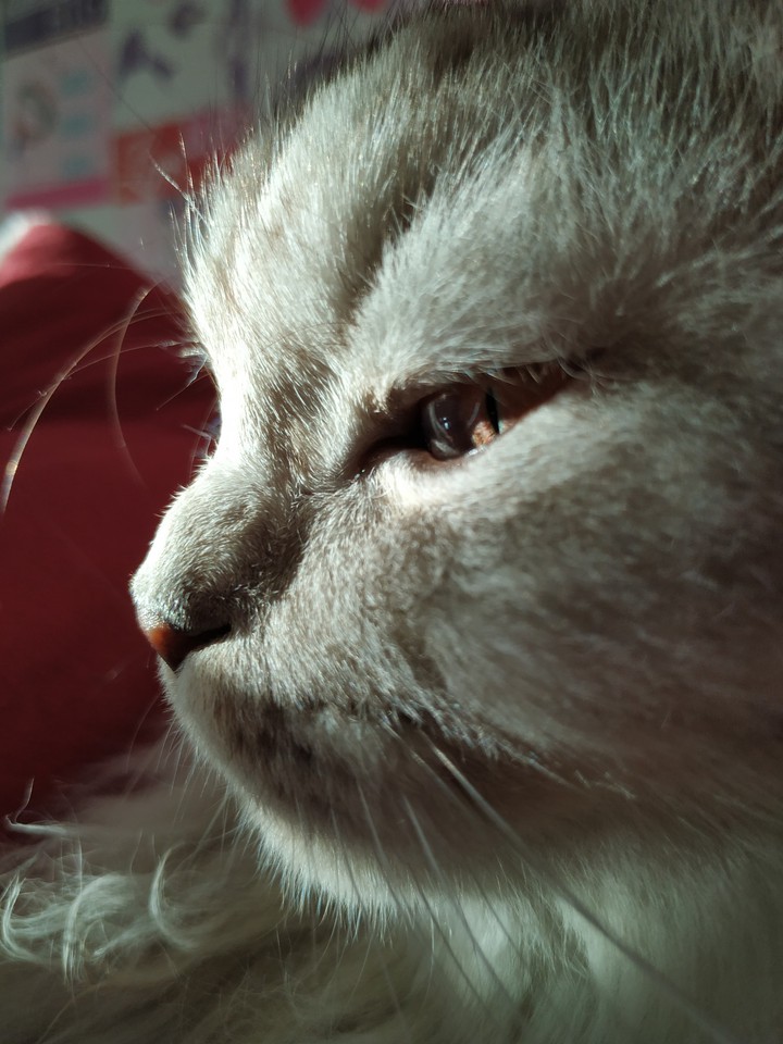cat
