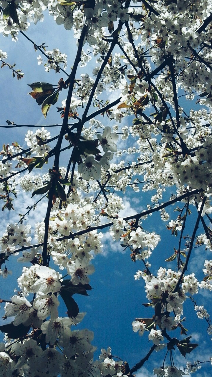 Blooming Tree