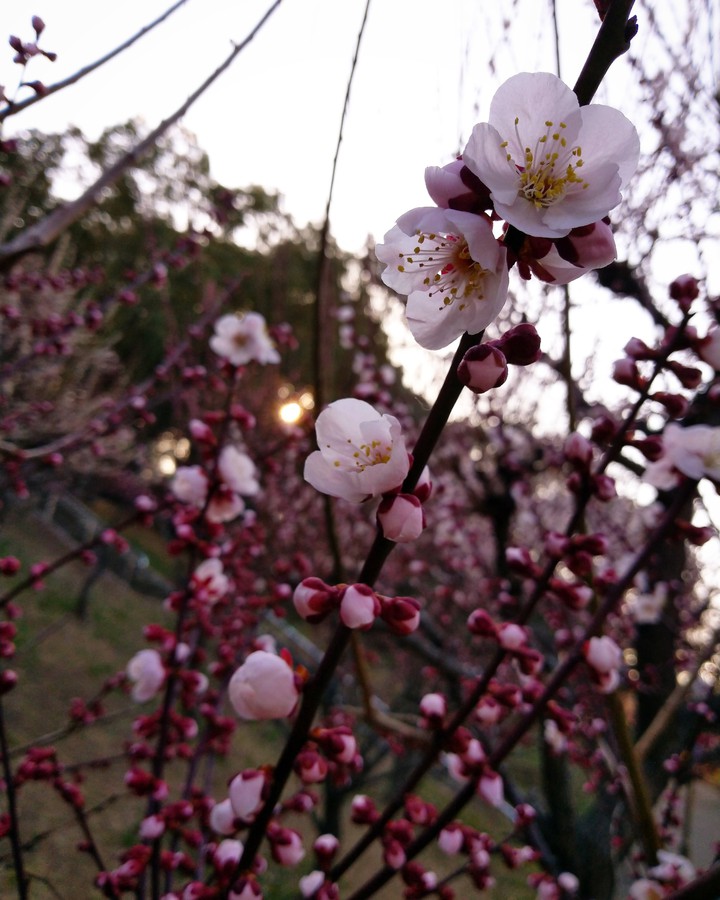 梅の花