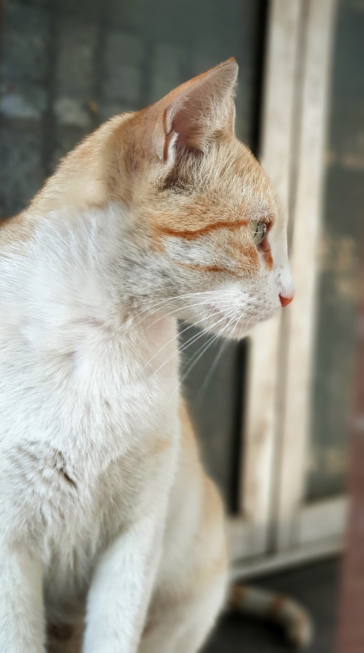 Looking Cat