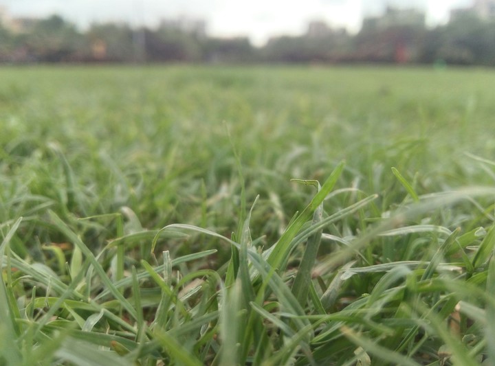 grass