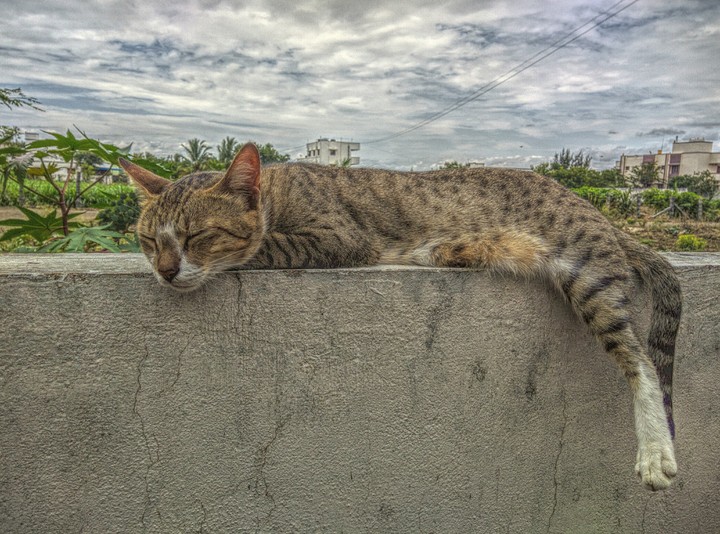 cat