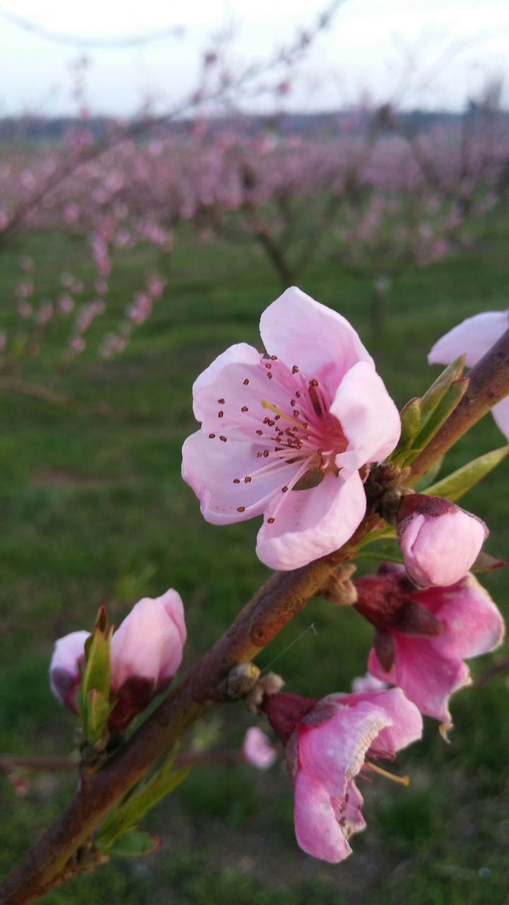 blossoms