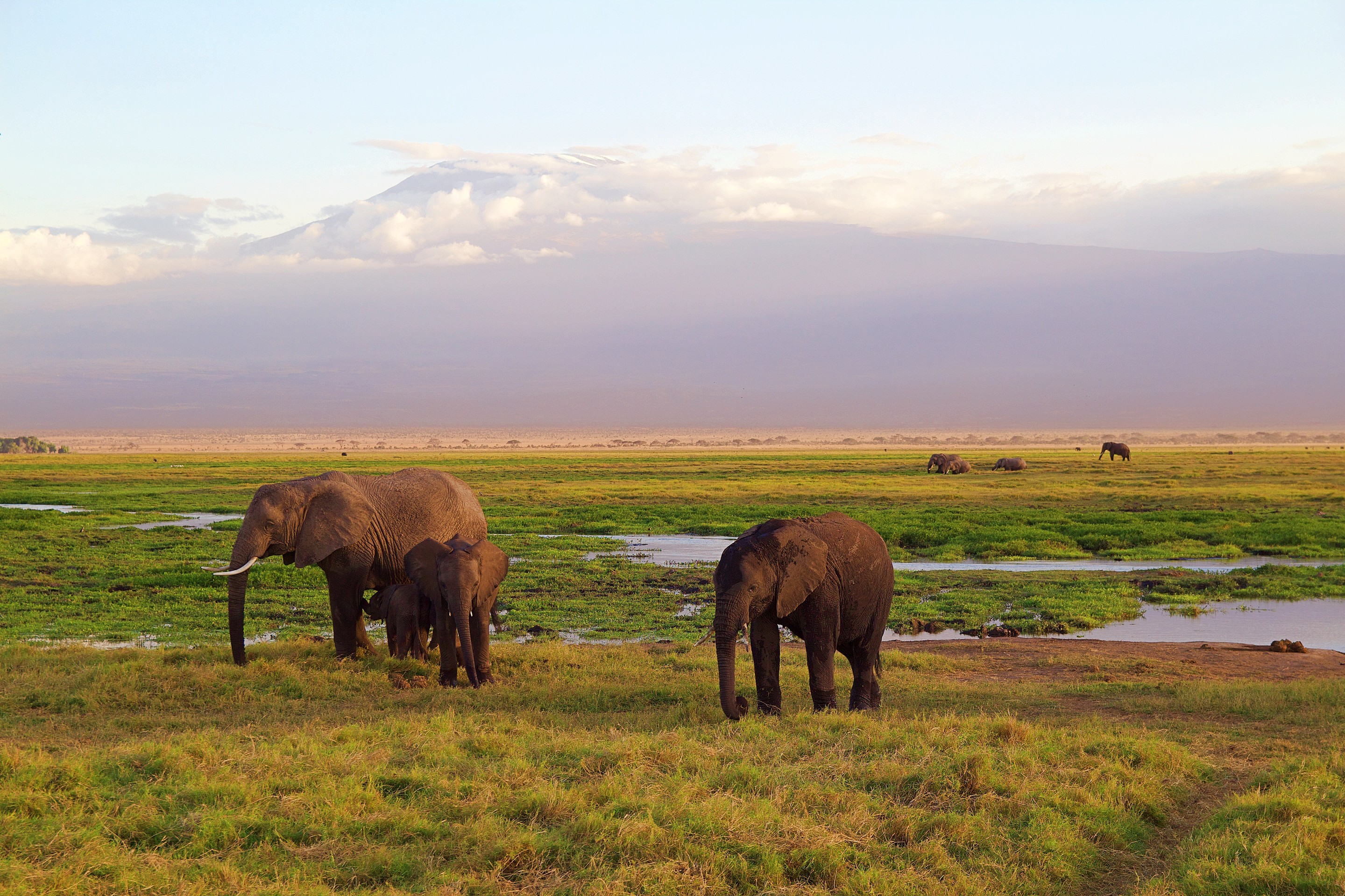papéis de parede grassland, wildlife