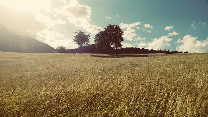 meadow