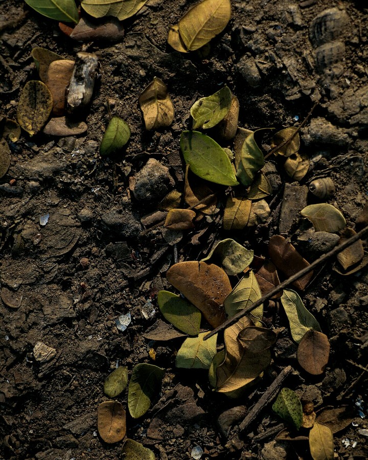 Broken leaves