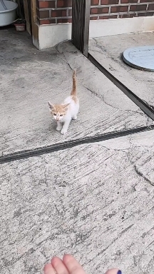 kitten