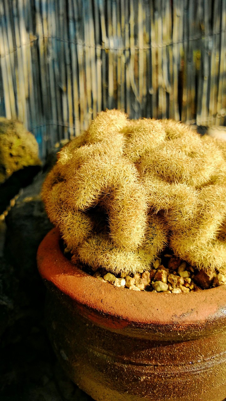 Cactus