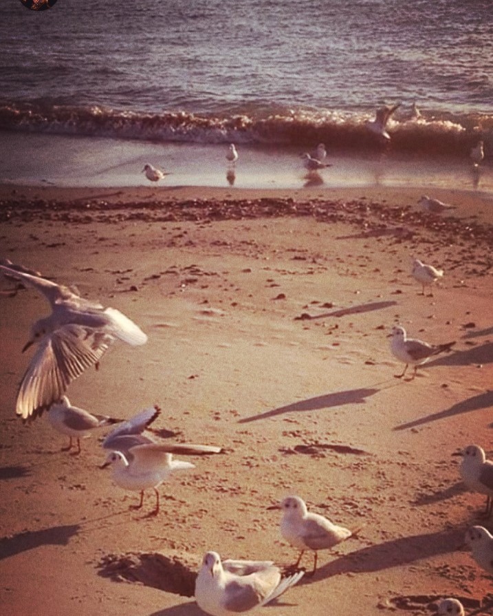 #gulls  #sea #morning