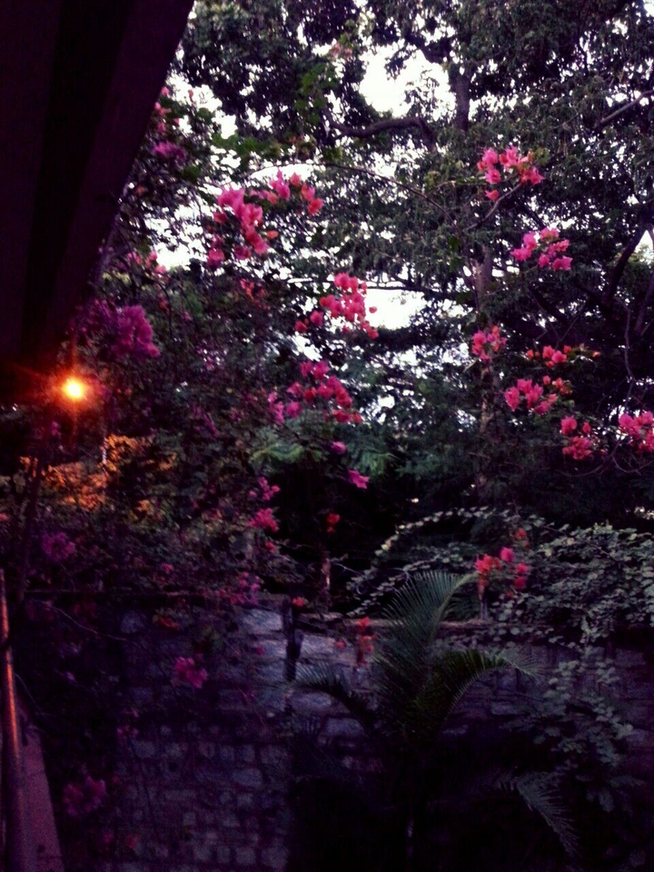 sunset light & flowers