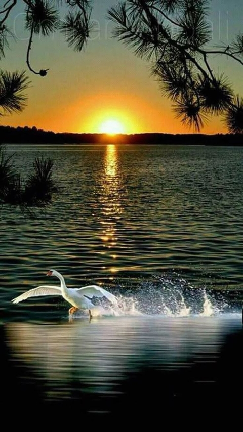 fondos de pantalla dusk, beak