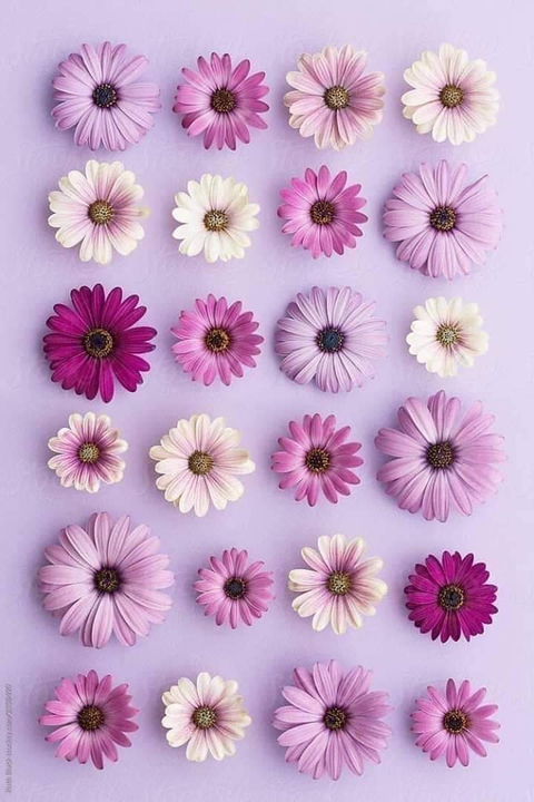 flowers....Yasmine...my life