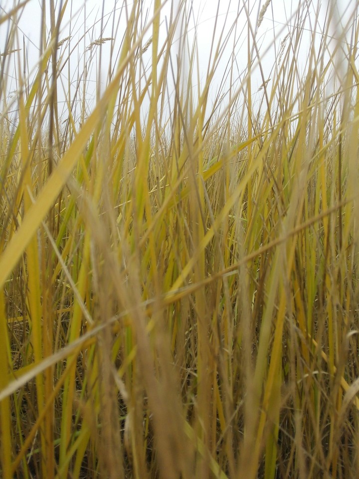 grass