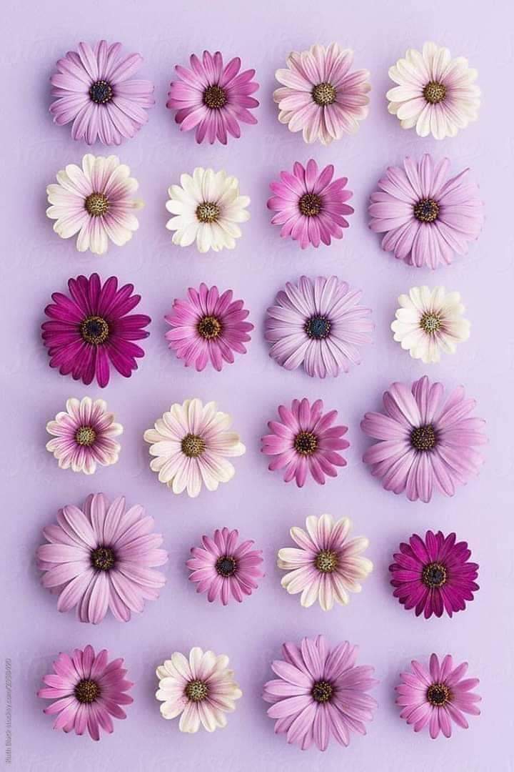 flowers....Yasmine...my life