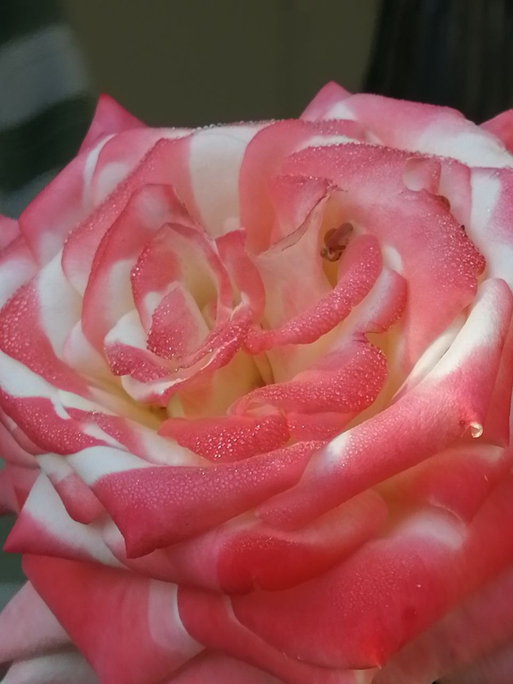 rose