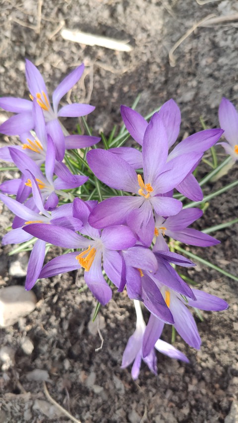 fonds d'écran crocus, flower