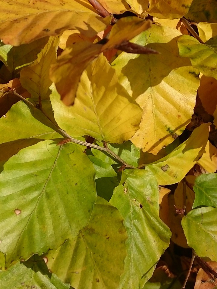 Herbstlaub
