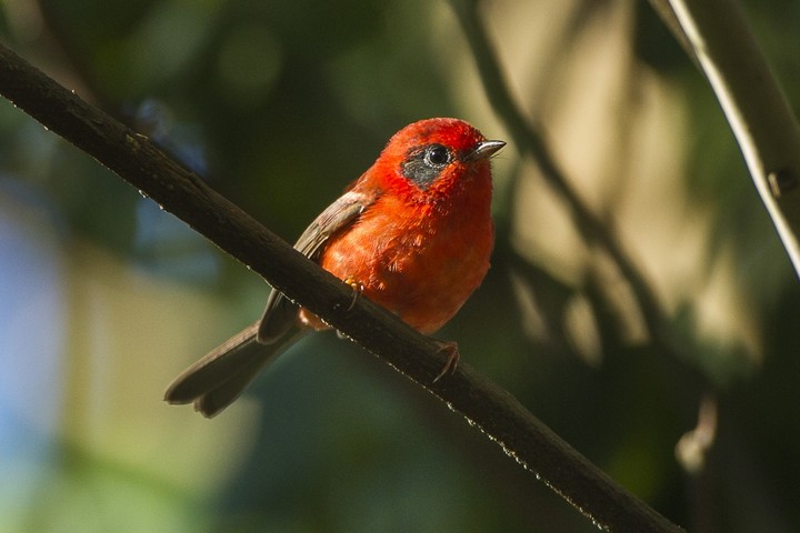 A mariquita-vermelha(Cardellina rubra)