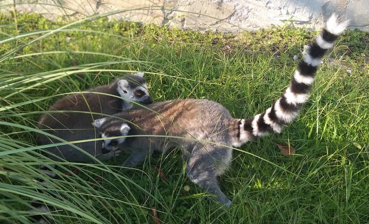 lemuri