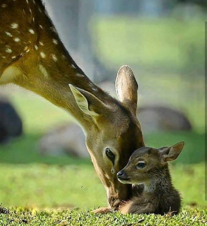 Mother and fawn