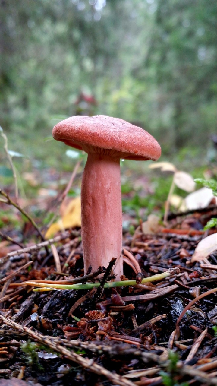 Orange milk mushroom.