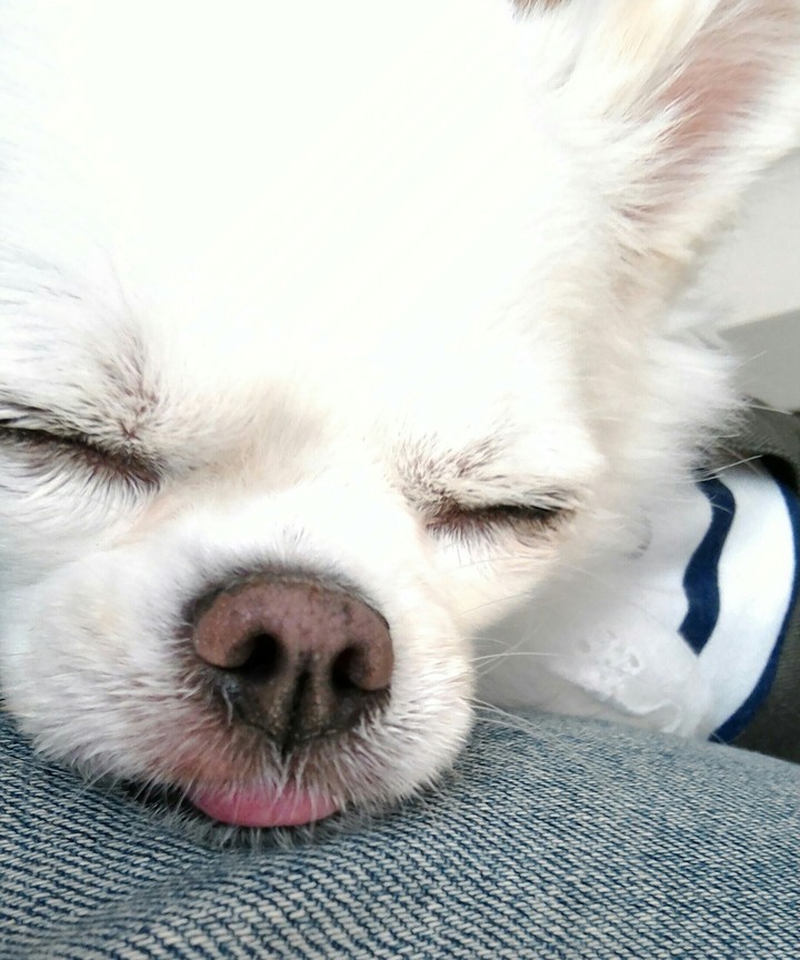愛犬
