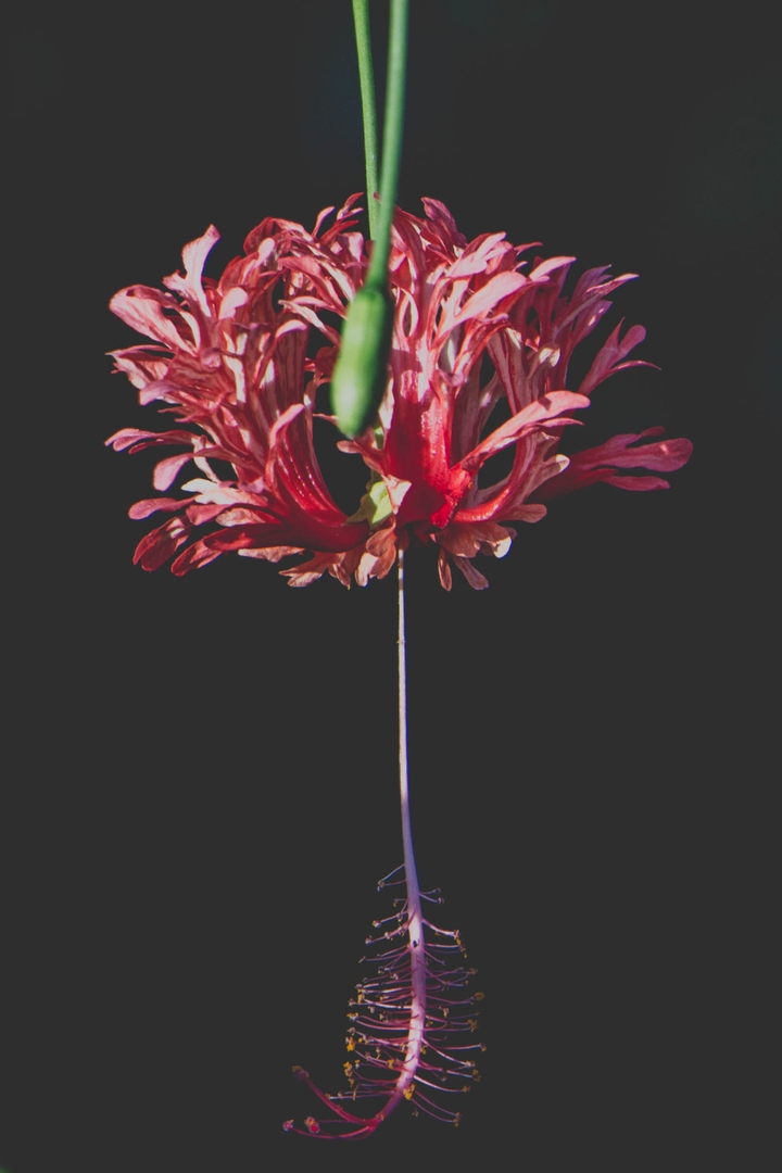 Flora - andreluizphotos