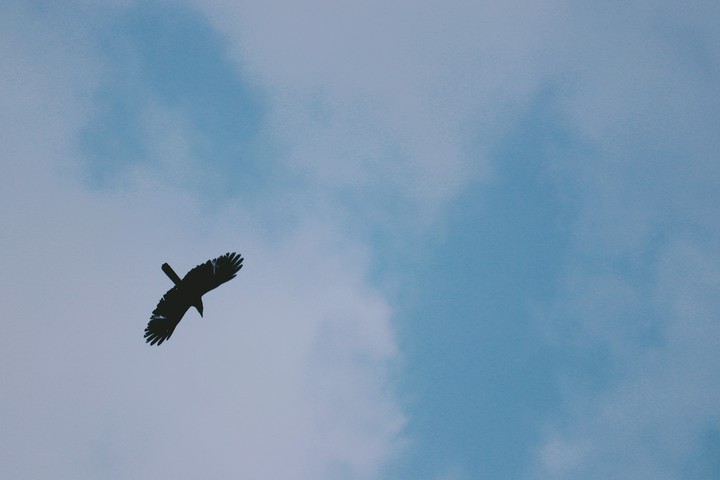 bird