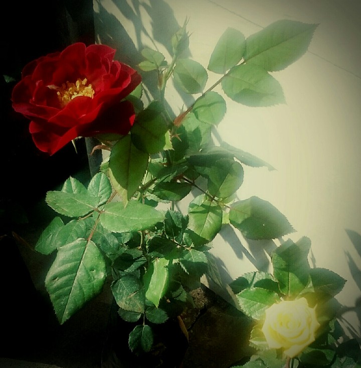 My Rose