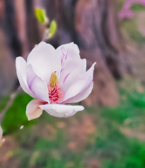 Pretty flower