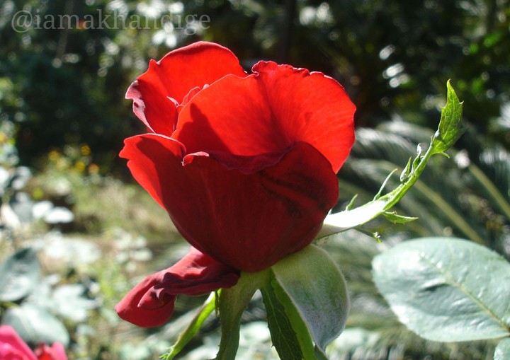 rose