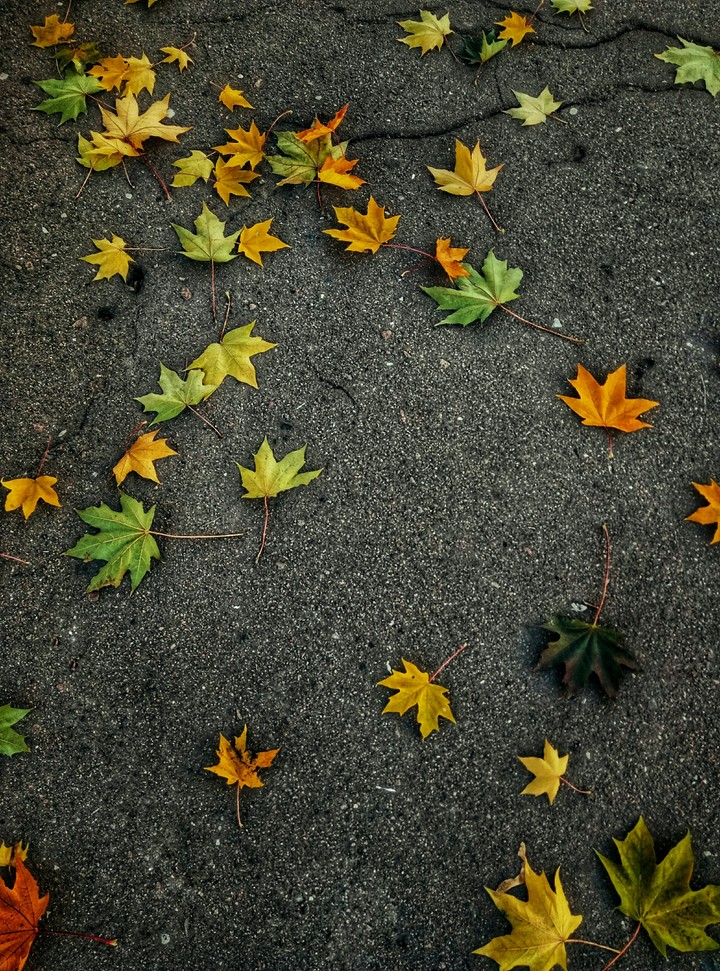 autumn