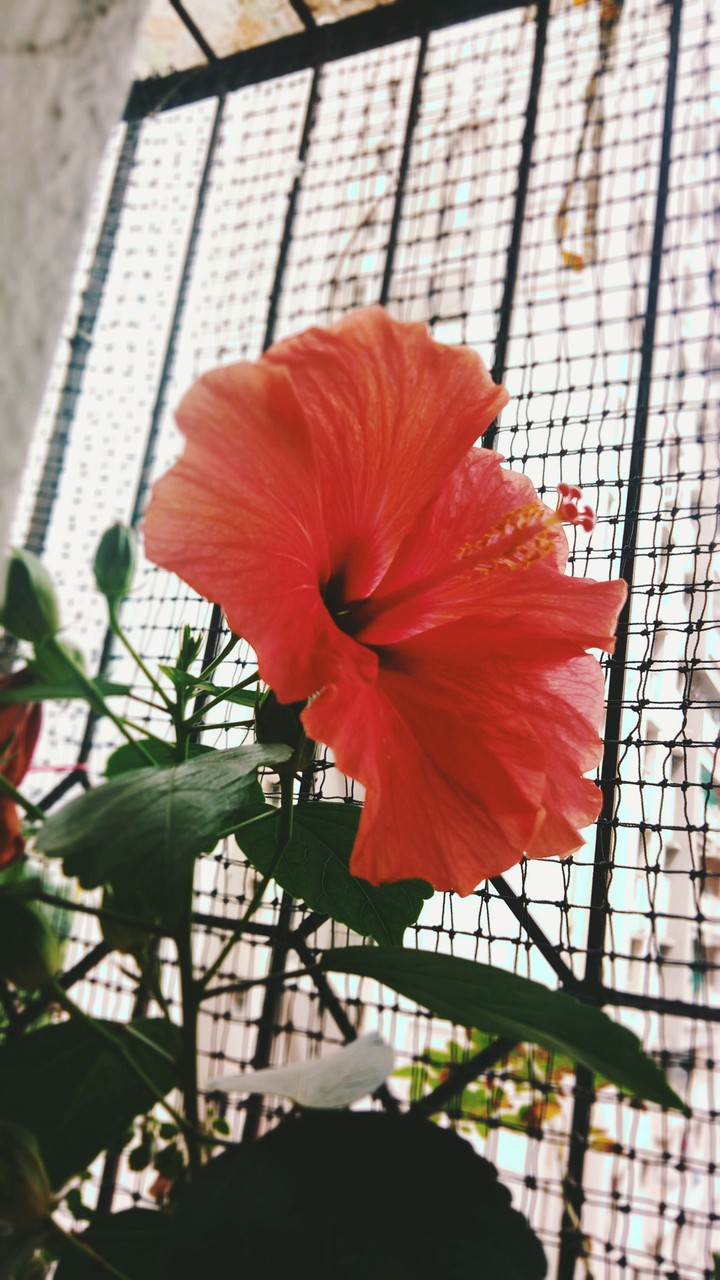 hello I'm a hibiscus