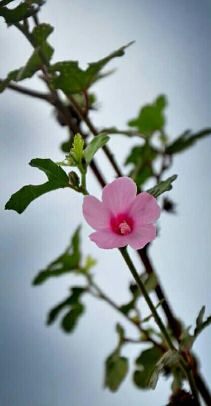 pink ......