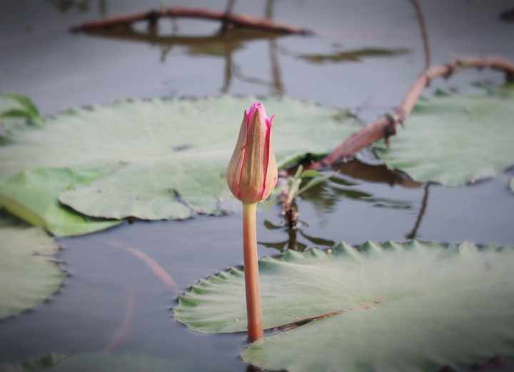 lotus bud
