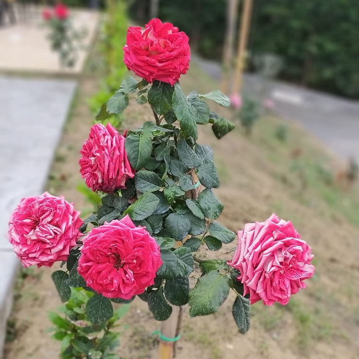 flowers