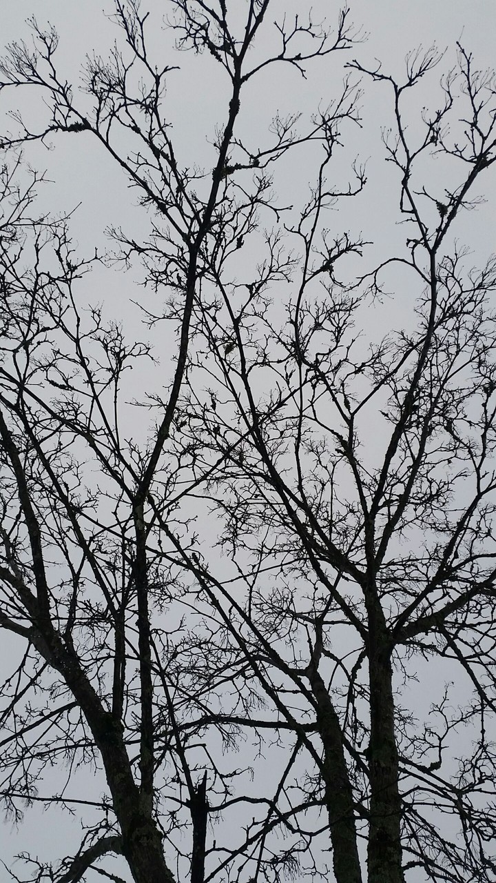 treeee....