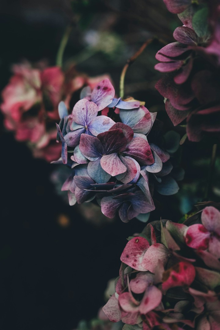 b.flower