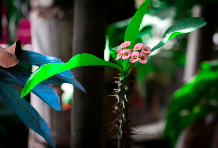 Flores