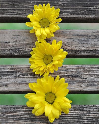 ♡´･ᴗ･`♡