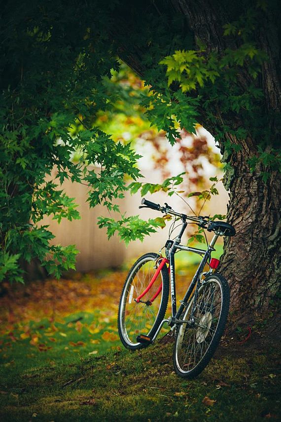 nature ☔