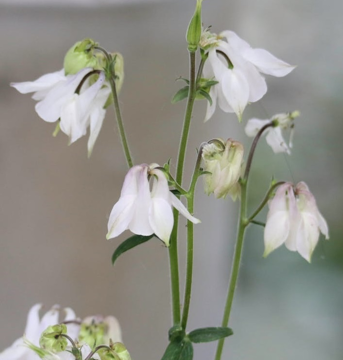 тапети wildflower, flower