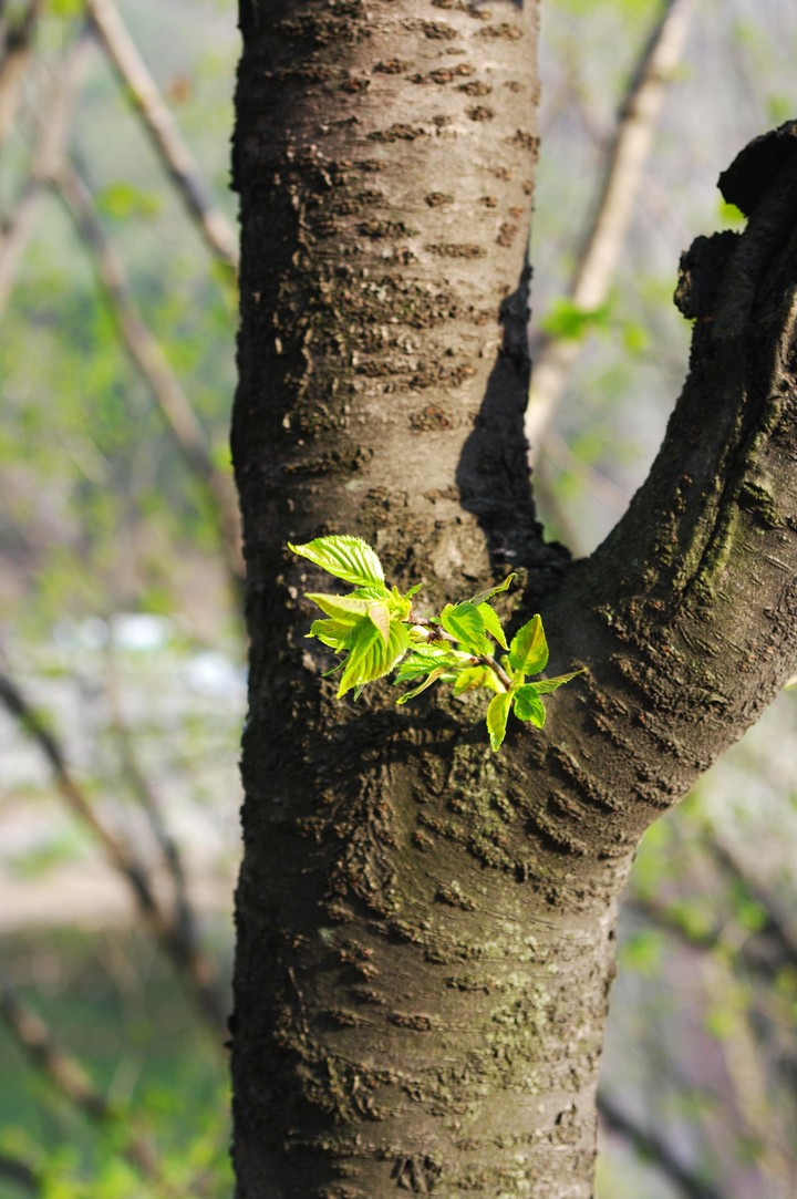 Plant