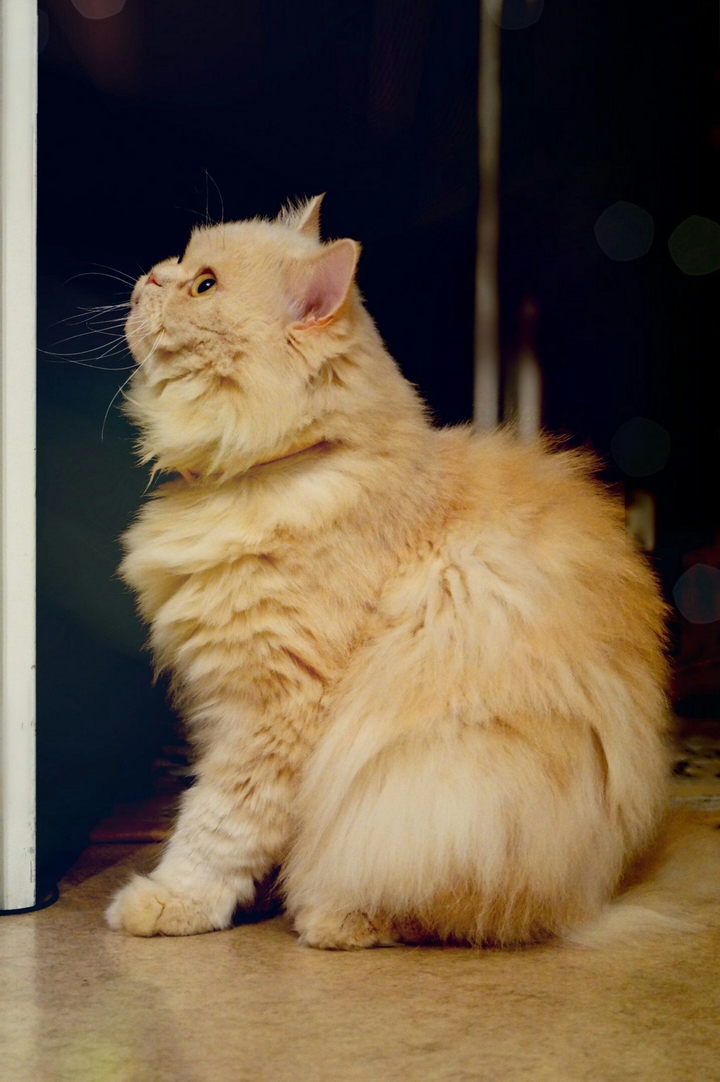 cat
