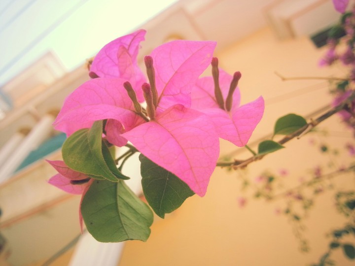 flower