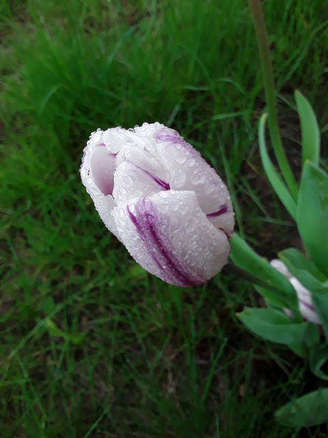 Raindrop tulip