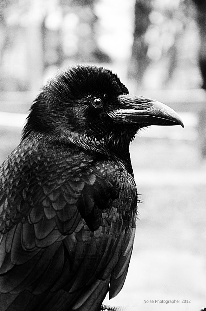 Raven