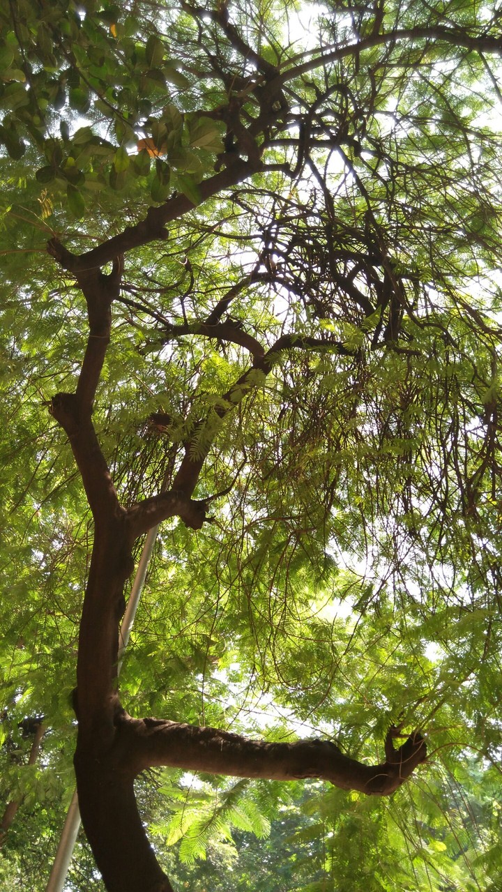 green tree