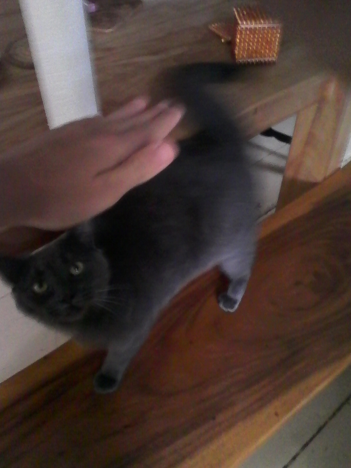 my cat my love two